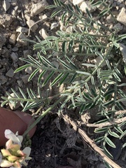 Astragalus miser