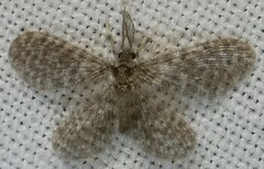 Nallachius americanus