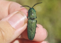 Chalcolepidius smaragdinus