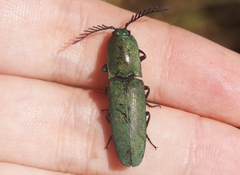 Chalcolepidius smaragdinus
