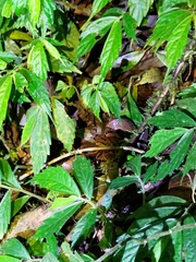 Oreocryptophis porphyraceus