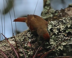Cranioleuca curtata