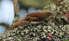 Cranioleuca curtata