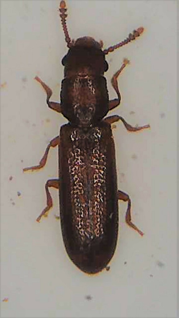 Rhizonium antiquum