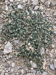 Gossypianthus lanuginosus
