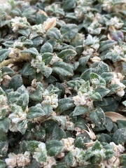 Gossypianthus lanuginosus