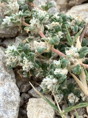 Gossypianthus lanuginosus