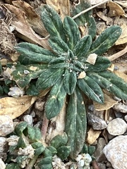 Gossypianthus lanuginosus