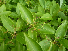 Viburnum cassinoides image