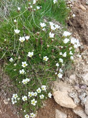 Cherleria arctica