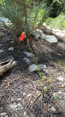 Penstemon rostriflorus