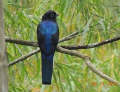 White-Tailed Trogon photo 4