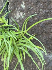 Pteris multifida