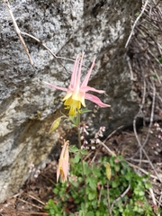 Aquilegia pubescens