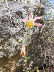 Aquilegia pubescens
