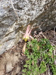 Aquilegia pubescens