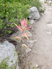 Aquilegia pubescens