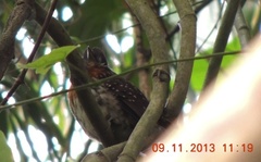 Malacoptila panamensis