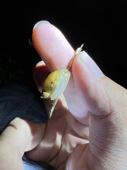 Succinea lauta
