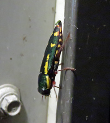 Buprestis rufipes