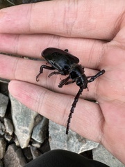 Prionus insularis