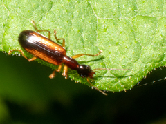 Leptotrachelus dorsalis