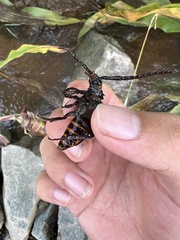Prionus insularis