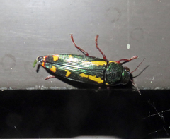 Buprestis rufipes