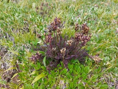 Pedicularis amoena