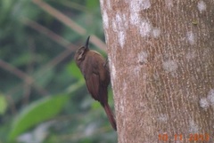 Dendrocincla fuliginosa