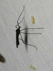 Eugnophomyia