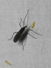 Eugnophomyia