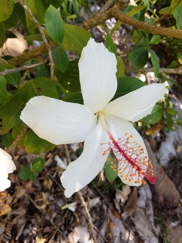 Hibiscus arnottianus