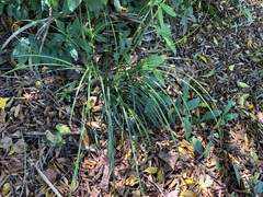 Liriope graminifolia