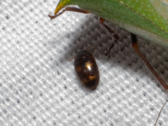 Litargus tetraspilotus