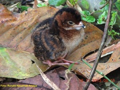 Ortalis erythroptera
