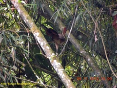 Ortalis erythroptera