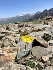 Papaver croceum