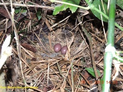 Ortalis erythroptera