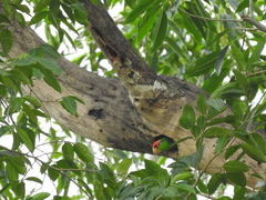 Amazona viridigenalis