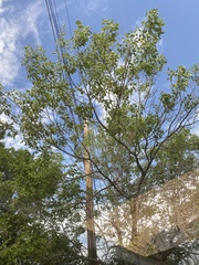 Baeolophus atricristatus