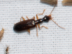 Leptotrachelus dorsalis