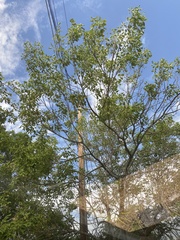 Baeolophus atricristatus