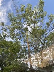 Baeolophus atricristatus