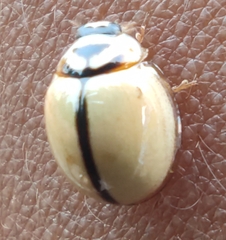 Cheilomenes propinqua