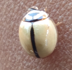 Cheilomenes propinqua