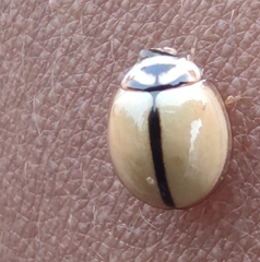 Cheilomenes propinqua