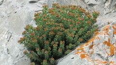 Rhodiola rosea