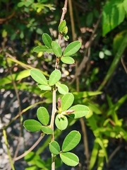 Lespedeza chinensis