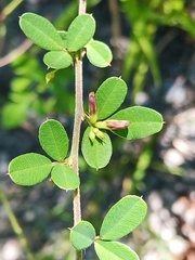 Lespedeza chinensis